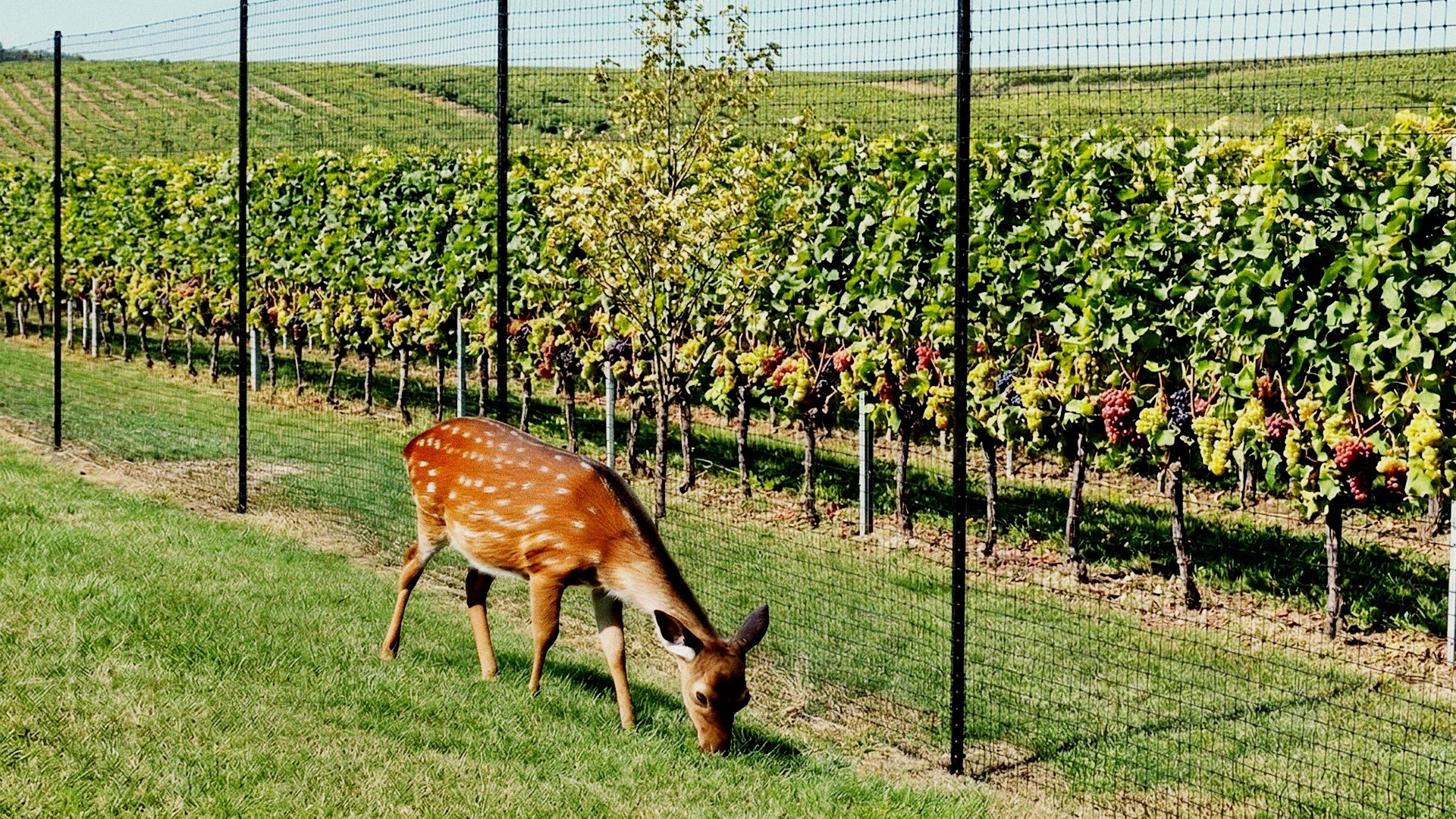 Deer standing next to wire fence.